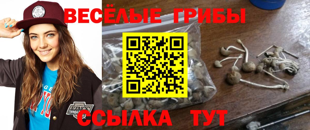 Псилоцибиновые грибы Psilocybine cubensis Шатура