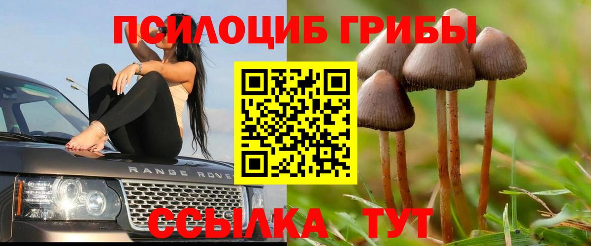Псилоцибиновые грибы Cubensis  Вход с VPN  Шатура 